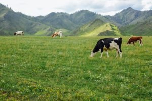 Organic dairy herd grazes in natural meadows in the mountains