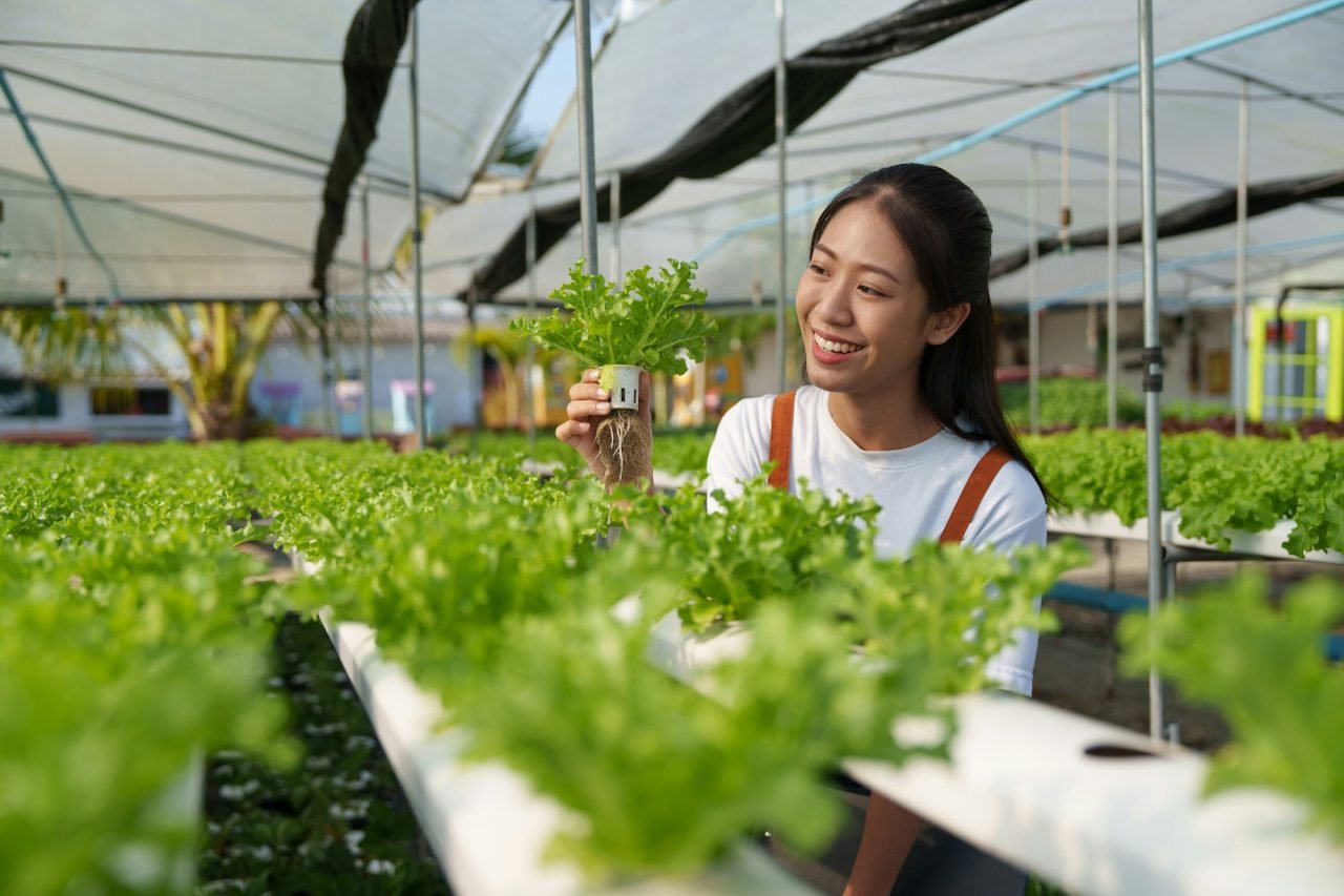 Asian business owner observed about growing organic in hydroponics farm. Growing organic vegetable