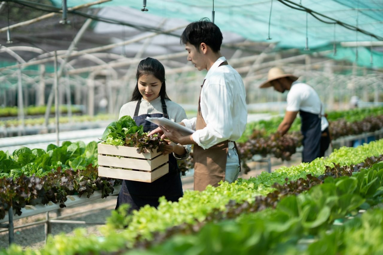 Attractive agriculturists harvesting green oak and lettuce together at green house farm. Asian farme