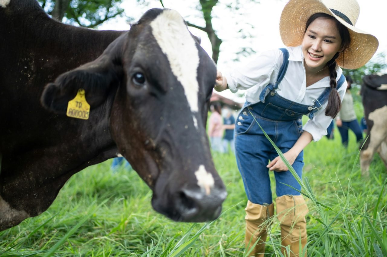 Asian attractive dairy farmer woman working alone outdoors in farm.